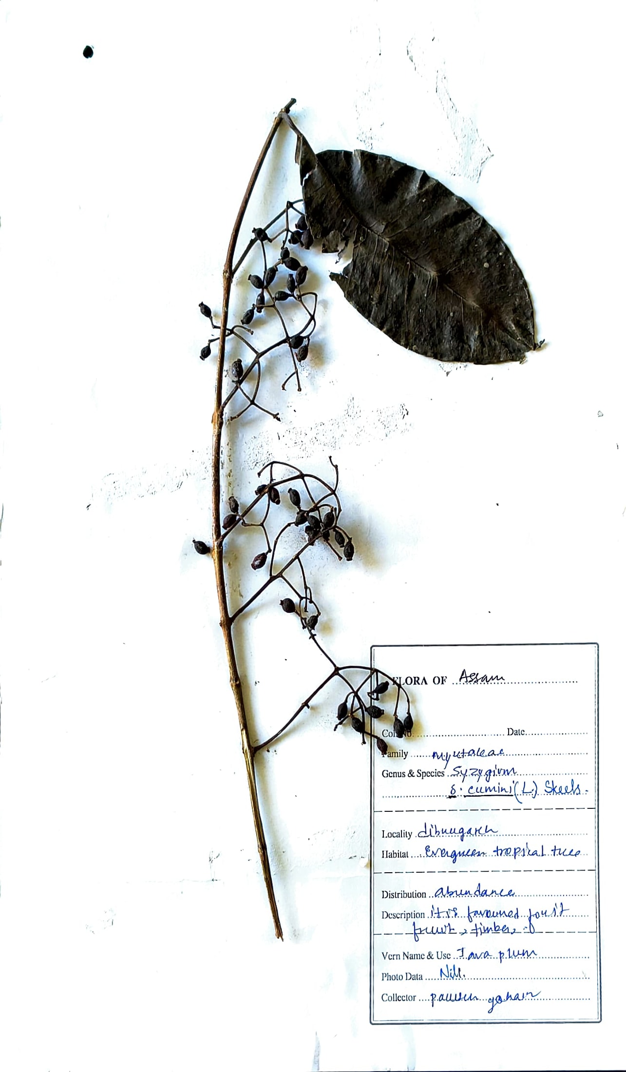 Kola Jamu (Ass.) (Herbarium)